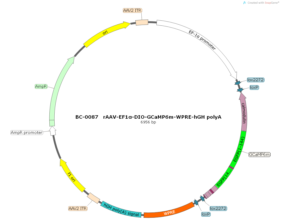 rAAV-EF1α-DIO-GCaMP6m